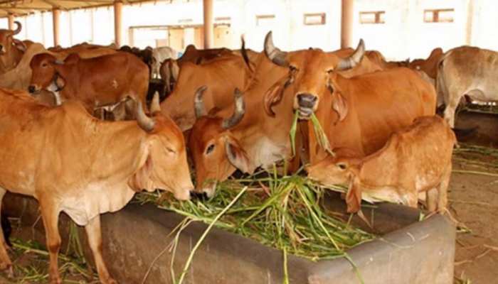 गौ संरक्षण के लिए लग सकता है टैक्स, सरकार कर रही विचार