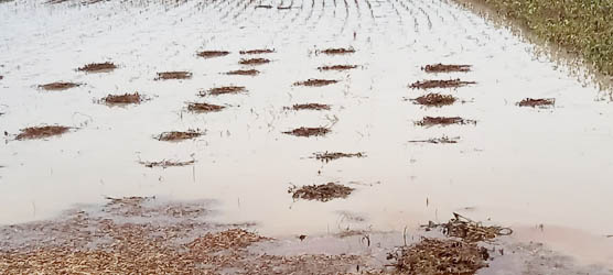 soyabeans in water clog