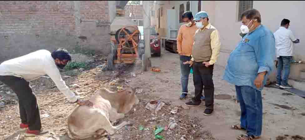 पशुओं को लापरवाहीपूर्वक बाजार में छोडऩा महंगा पड़ेगा पालकों को