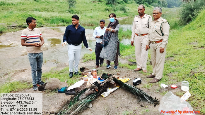धार के राजोद में छह मोरों की रहस्यमय मौत से हड़कंप