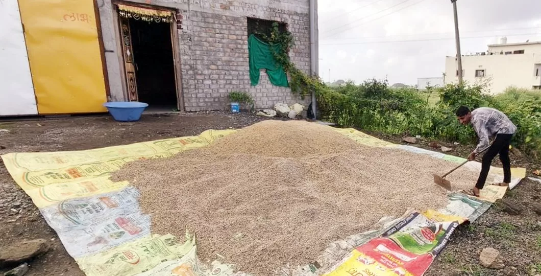 धार में बेमौसम बारिश से बिगड़ा रबी की बोवनी का गणित, किसान परेशान