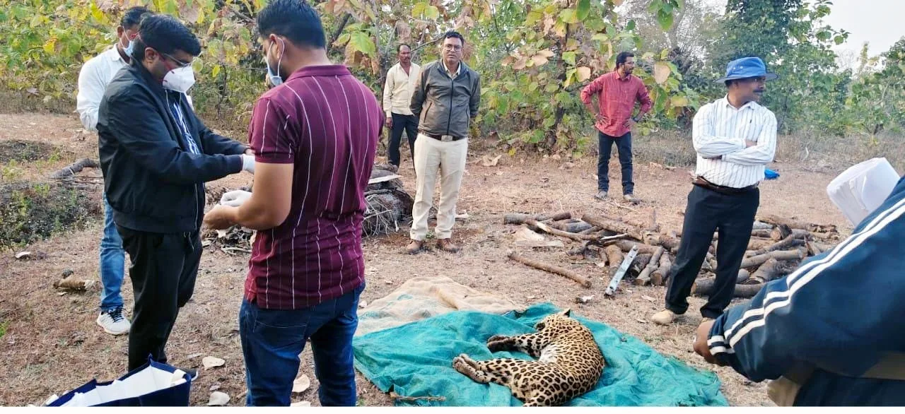 धार जिले में फिर दिखा तेंदुआ, घायल अवस्था में मिला, रेस्क्यू से पहले ही हुई मौत