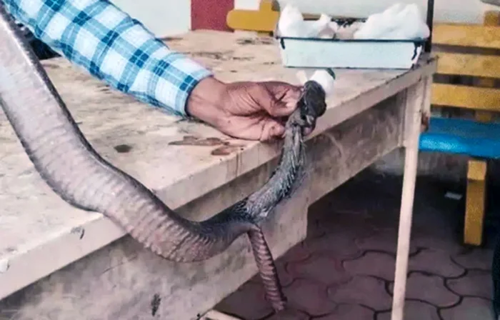 डॉक्टरों की टीम ने 2 घंटे तक जटिल सर्जरी कर कोबरा को बचाया