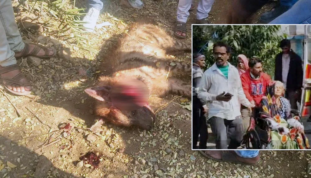 पीथमपुर के पास लकड़बग्घे का जानलेवा हमला: खेत में काम कर रही महिला गंभीर घायल