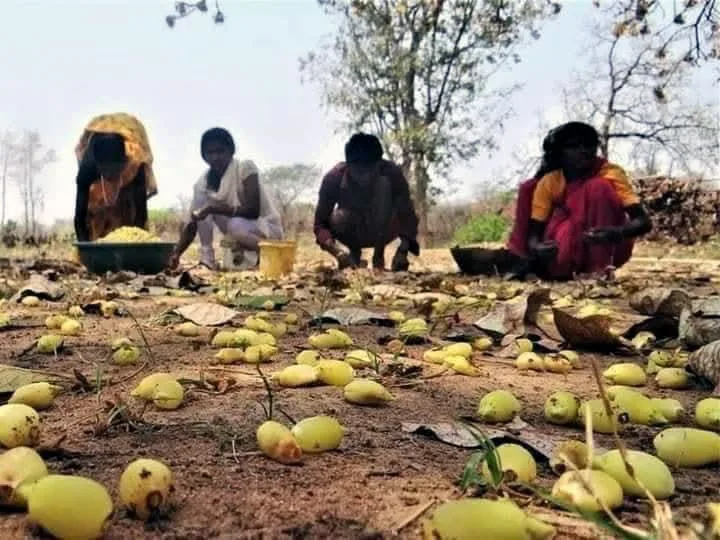 वनांचल में बिखरा ‘पीला सोना’ फिर भी बिचौलियों के चंगुल में फंसा आदिवासी समाज
