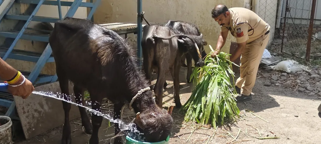 महाकाल मंदिर से महज 150 मीटर दूरी पर चल रहा था अवैध कत्लखाना, पुलिस की दबिश